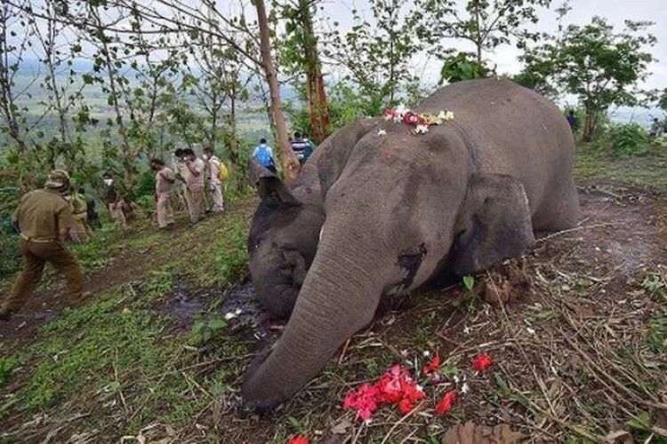 В Індії блискавка вбила 18 слонів 