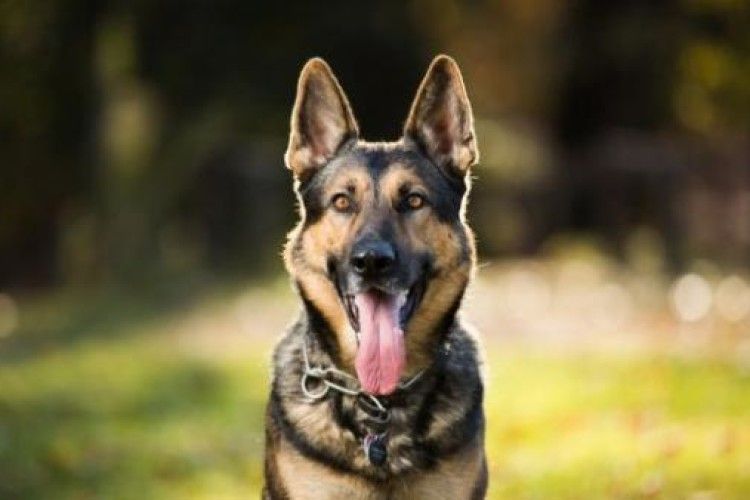 У Чехії собака відкопав скарб епохи бронзи