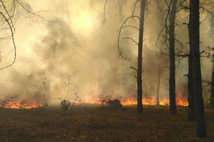 Миколаївщину охоплюють лісові пожежі (відео)