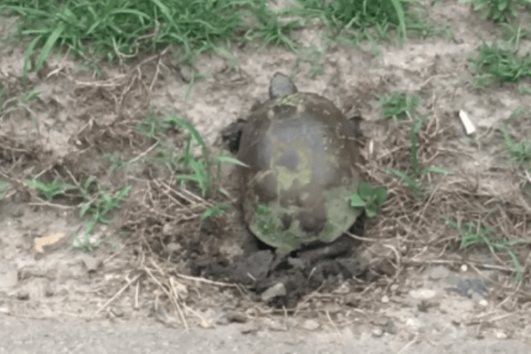 На волинській річці знову розмножуються черепахи  