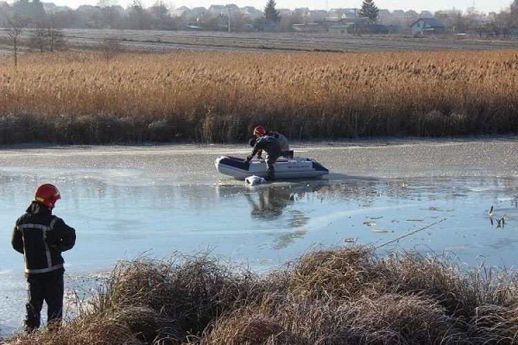 Рівненський орнітолог переконаний, що лебеді у Здолбунові загинули не від морозу