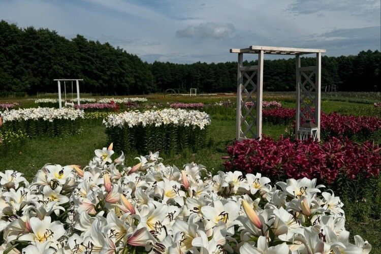 Волинська Голландія перетворюється на «Квітоліс»: на Волині створюють унікальний парк сезонних квітів