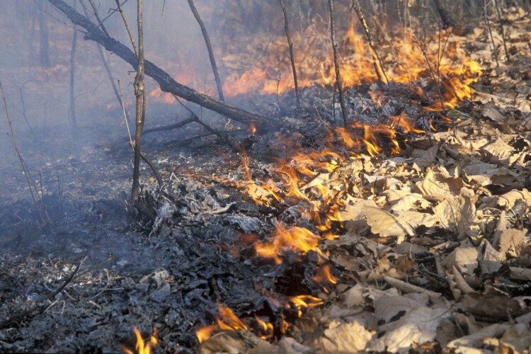 На Рівненщині знову горить ліс