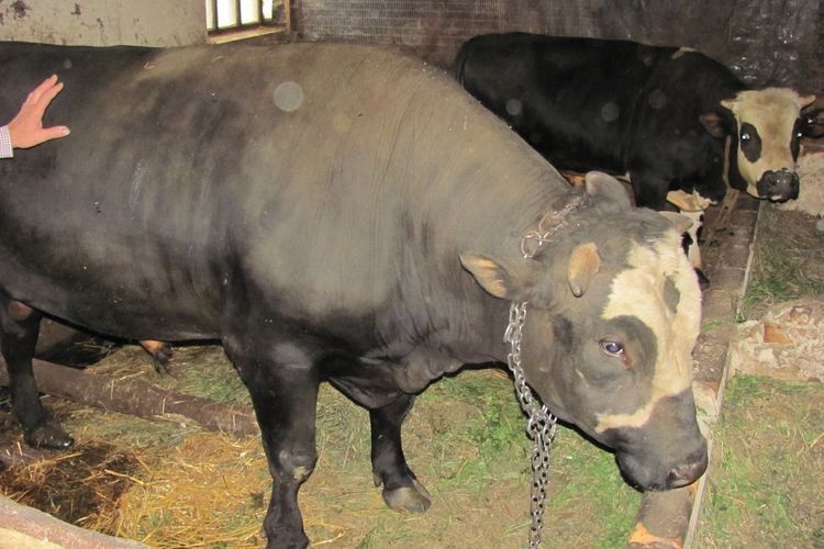 Камінь-каширські сільгоспвиробники отримали дотації