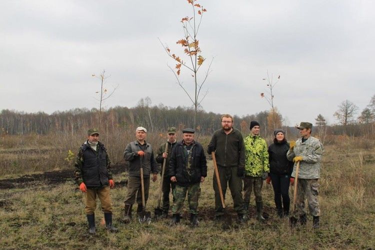У Цуманській пущі додалося 300 дубів