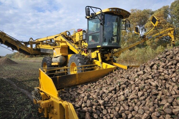 Осінньо-польові роботи на Волині: гречку зібрали усю, буряк – 70%
