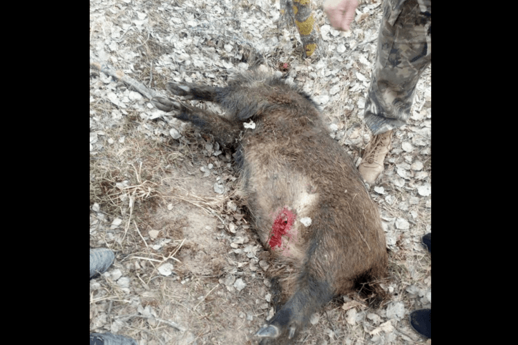 На узбіччі дороги знайшли застрелену дику свиню й четверо мертвих поросят