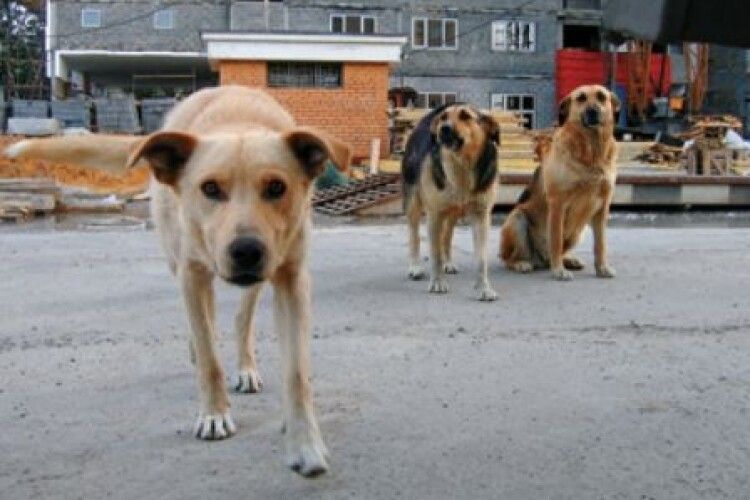 Болюча тема: Порахували, скільки безпритульних собак є в Луцьку (Відео)