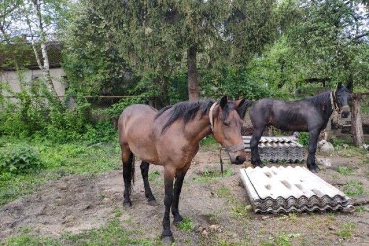 У місті на Рівненщині поліцейські шукають господаря двох коней (Фото)
