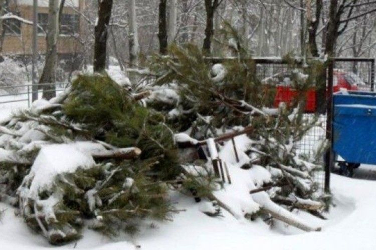 У Києві запрацювали пункти збору новорічних ялинок: влада закликає не викидати дерева на смітник