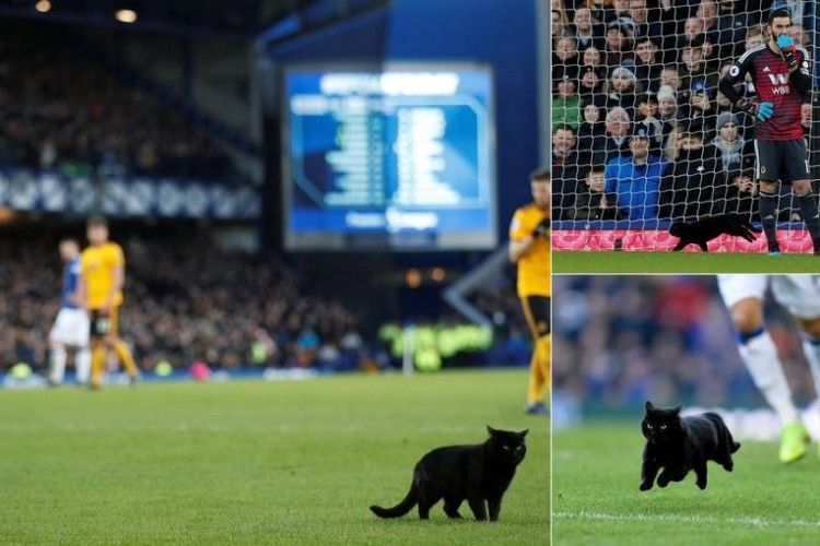 В Англії чорний кіт на дві хвилини затримав матч Прем'єр-Ліги (Відео)