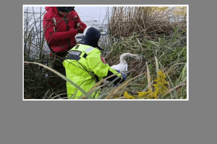 В обласному центрі Волині, щоб врятувати лебедя, викликали водолазів