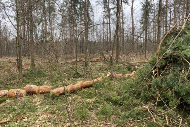 Поліцейські вилучили у волинян дві автівки, наповнені деревиною