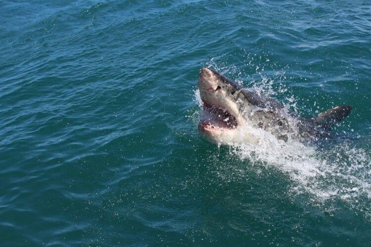 У Флориді акула напала на хлопця: підліток втратив майже 70% крові