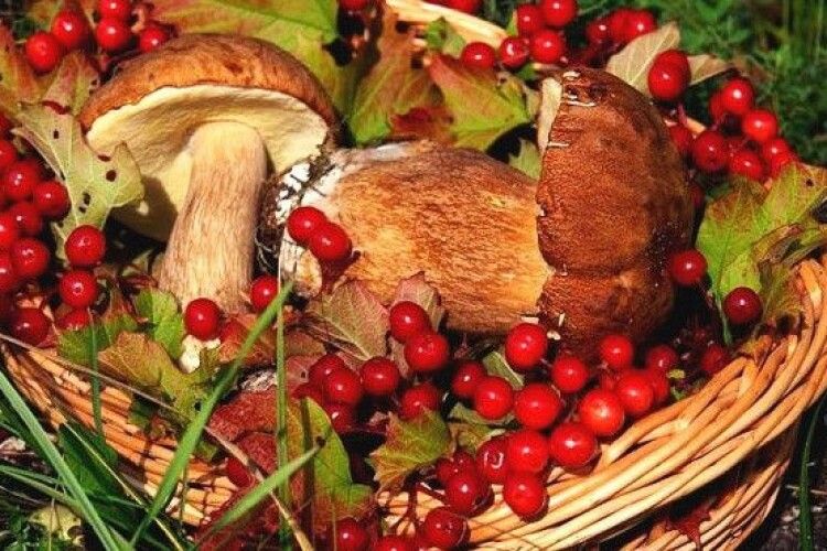 На Волині заготівельники лісових грибів та ягід заплатили до бюджету майже 60 млн грн