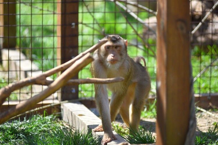 У Луцькому зоопарку мавпа поцупила у відвідувачки сережку (Фото) 