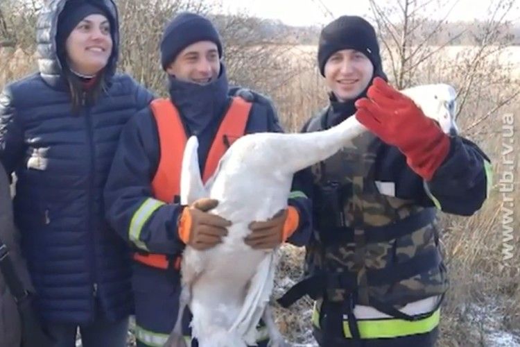 Рятувальники прийшли на допомогу лебедю, який опинився в льодяній пастці