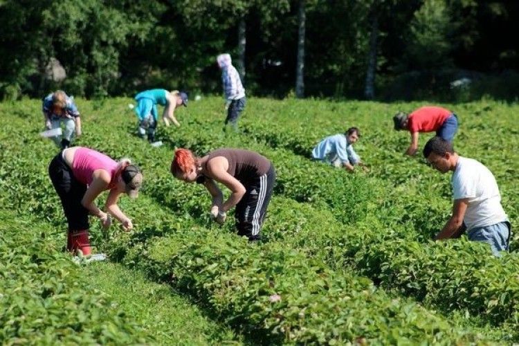 У Польщі поскаржилися на брак працівників з України для збору врожаю