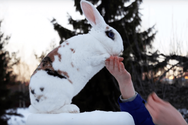Спритний і розумний фінський кролик хоче потрапити в Книгу рекордів Гіннеса