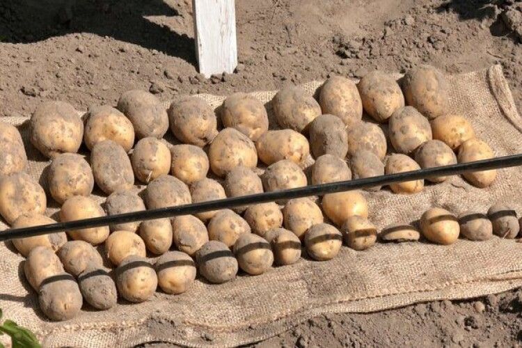 Картопляний «день моди» під Луцьком: які нові сорти здивували волинських господарів (Відео)