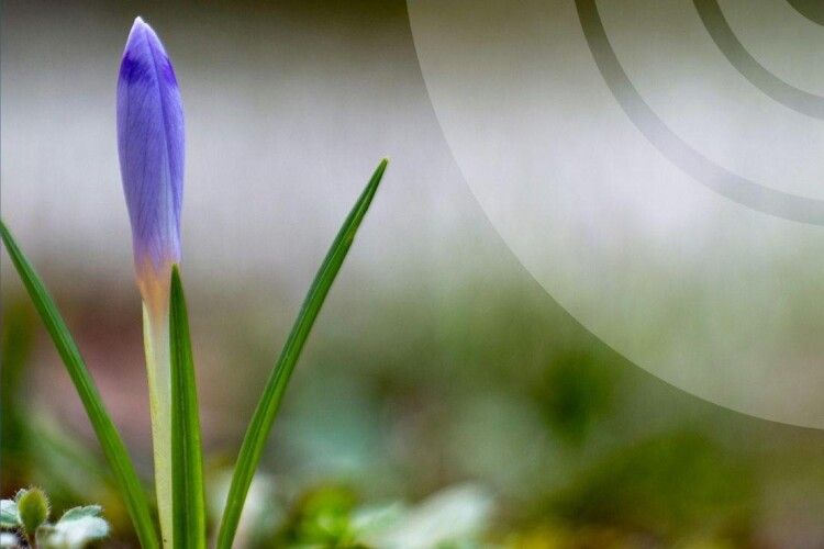 Якою буде погода у Луцьку та області найближчої доби