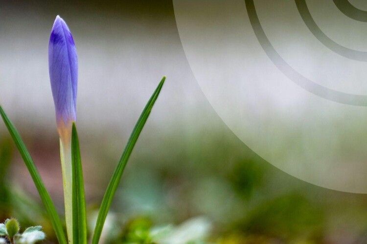 Нічні заморозки у Луцьку побили температурний рекорд