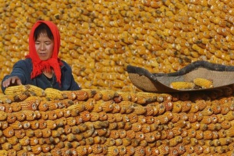 Українська кукурудза посунула з китайського ринку американську