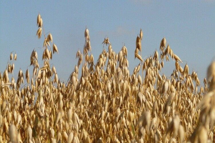 Погода на середу, 11 серпня: не полініться взяти парасольку