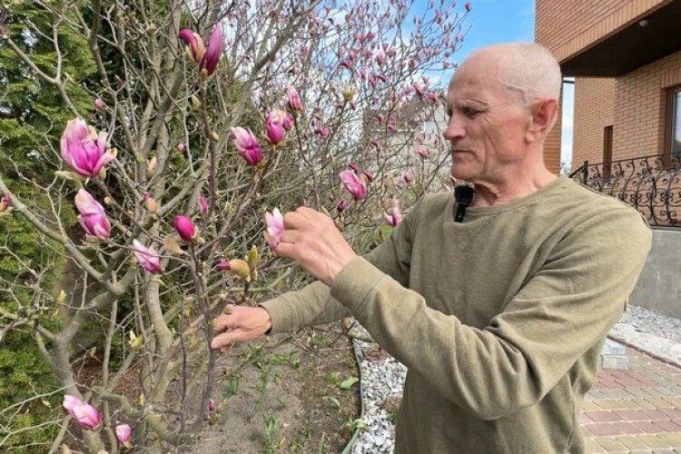 300 дерев та 20 років праці: як пенсіонер вирощує сотні магнолій поблизу Луцька (Відео)