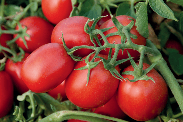 Українські фермери залишають тонни помідорів на полях 