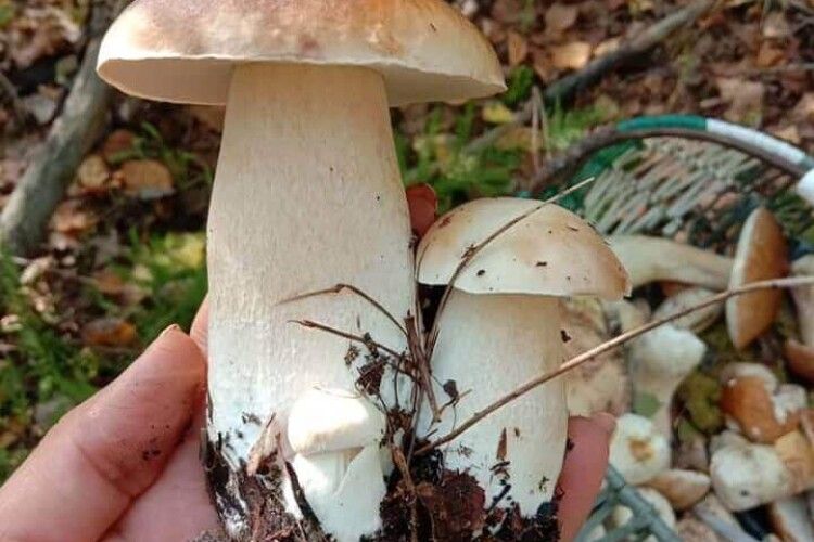 Волинянка знайшла у лісі 261 гриб (Фото)