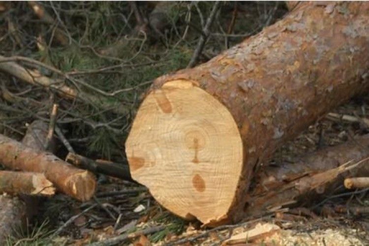 У Ківерцівському районі ліс крали… підлітки