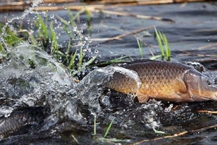 Ловись, рибко: 21 травня завершується нерестова заборона на річках Волині