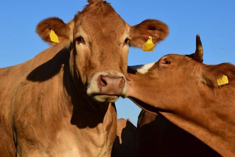 На Ковельщині збільшилося поголів'я корів