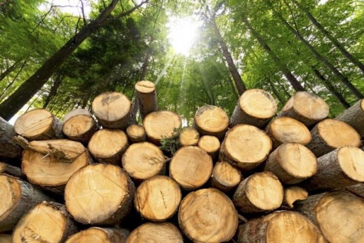 Торік на Рівненщині відкрито 11 кримінальних проваджень за крадіжки лісу