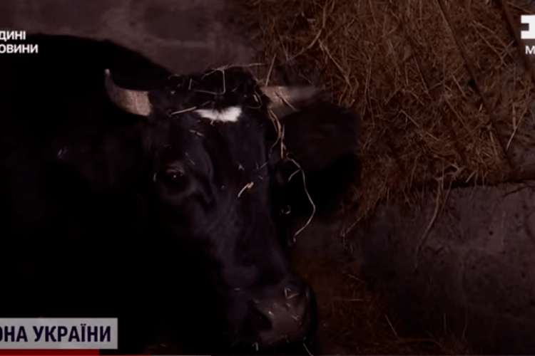Військові допомогли корові Мані з Донеччини і вивезли її на Волинь