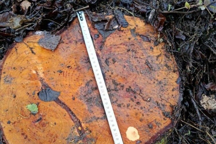 На Поліссі вкрали сосон на більше 200 тисяч гривень