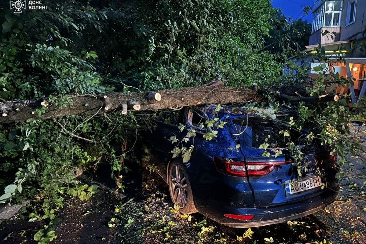 На Волині буревій звалив дерево на автівки