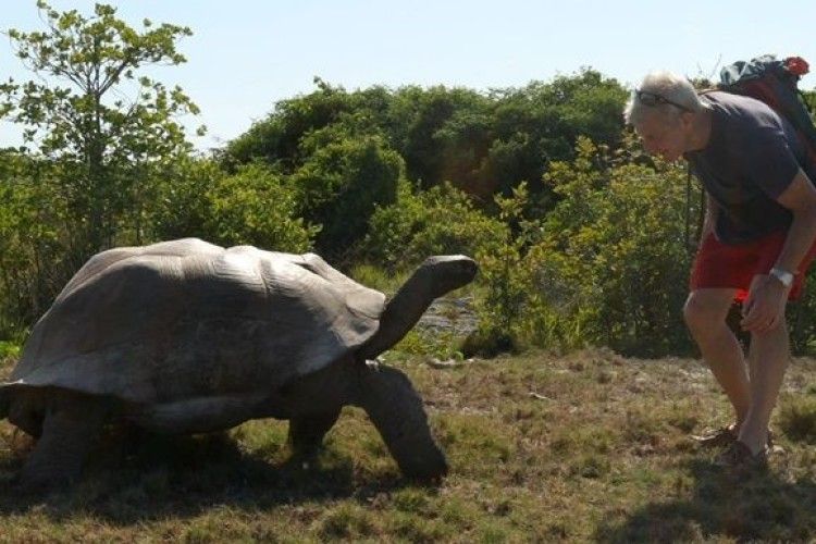 Невідомі викрали більше сотні... черепах!