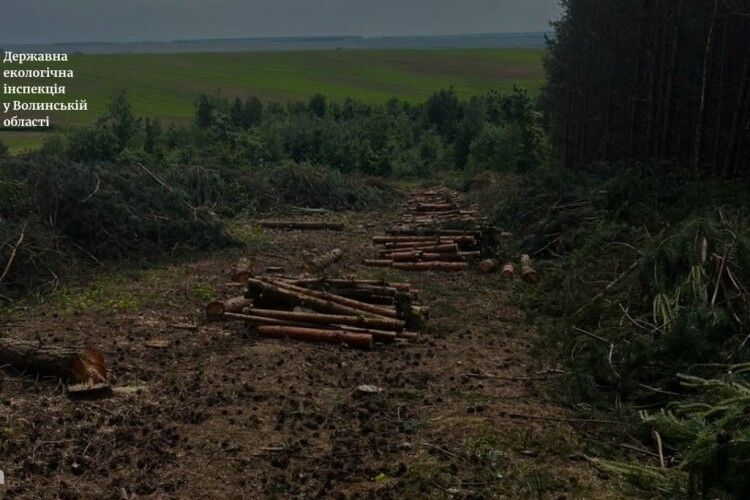 Збитків на 1 мільйон гривень: на Волині виявили масштабну вирубку лісу 