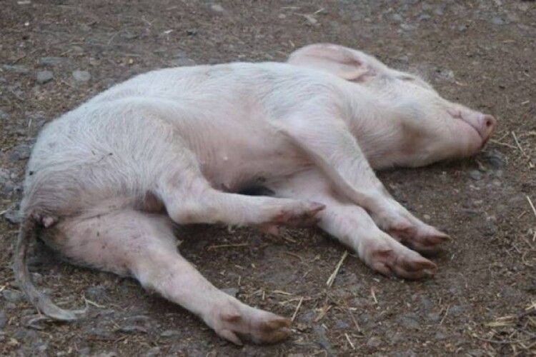 Невідома хвороба косить свиней в ОТГ на Волині, – ЗМІ
