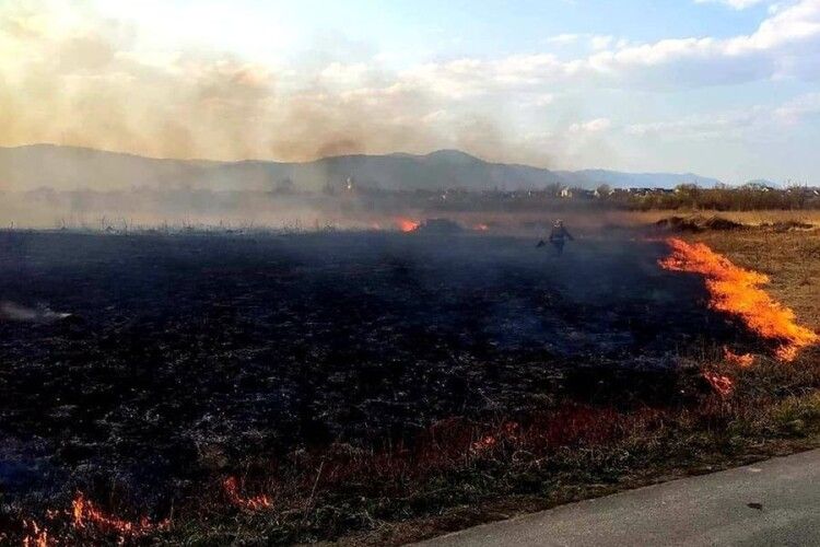 На Закарпатті чоловік умисно спалив 9 гектарів заповідника «Долина нарцисів»