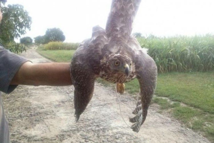 Горохівчанка продає яструба