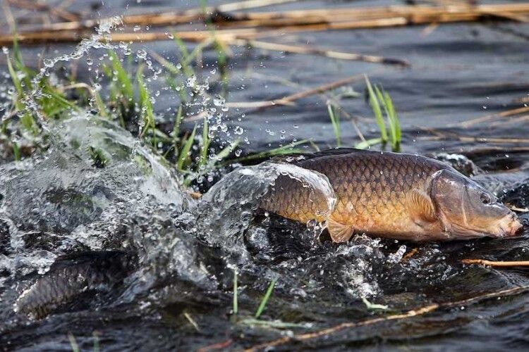 На водоймах Волині розпочинається весняно-літня заборона вилову риби