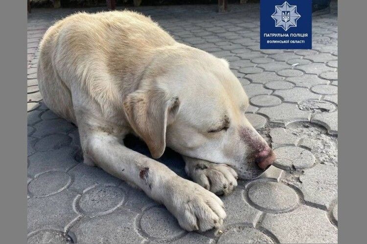 Луцькі патрульні знайшли господаря собаки, який лежав посеред дороги (Фото)