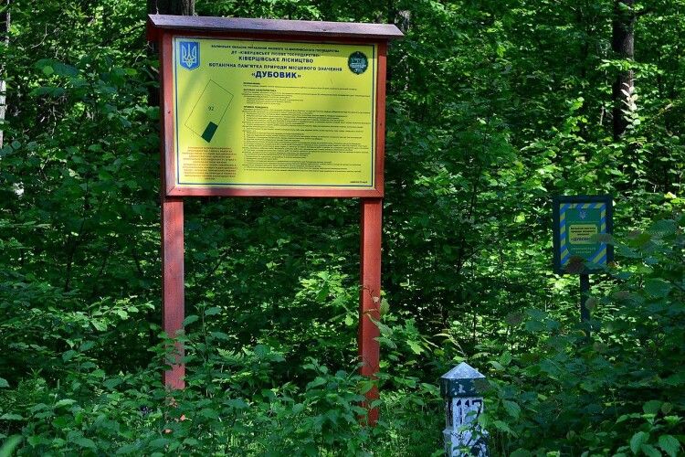 Волинський «Дубовик» розкриває таємниці 80-річних велетнів