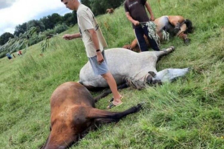 На Рівненщині вбило трьох коней (Фото)