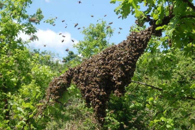 В агрохолдингу відповіли на звинувачення щодо загибелі сотень сімей бджіл біля Рівного