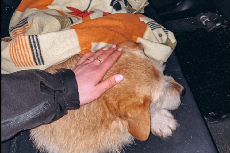 У Луцьку рятували травмованого пса