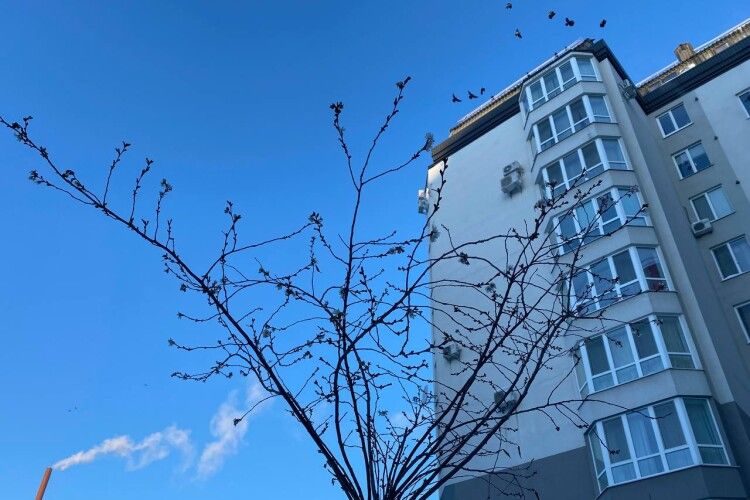 У Луцьку в січні рясно зацвіло дерево (Фото)